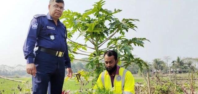বরিশালে মেম্বারের ঘেরের জমিতে সবজির সঙ্গে গাঁজা চাষ