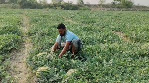 কলাপাড়ায় তরমুজের বাম্পার ফলন,কৃষকের মুখে স্বস্তির হাসি ৪,শ কোটি টাকার বিক্রির লক্ষ্য