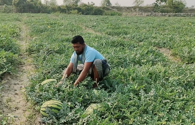কলাপাড়ায় তরমুজের বাম্পার ফলন,কৃষকের মুখে স্বস্তির হাসি ৪,শ কোটি টাকার বিক্রির লক্ষ্য