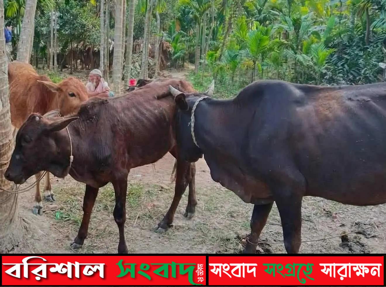 মেহেন্দিগঞ্জে ২৫ টি চোরাই গরু জব্দ, আটক-৩ জন।