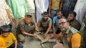 লোকালয় থেকে হরিণ উদ্ধারের পর সুন্দরবনে অবমুক্ত করলো বরগুনার বনবিভাগ
