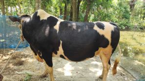 কোরবানির হাটে চমক ছড়াবে কুয়াকাটা ‘ভয়ংকর’ ও ‘বাদশা বাবু’