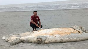 কুয়াকাটা সৈকতে ভেসে এলো ৫৬ ফুট দৈর্ঘ্য মৃত বেলিন তিমি
