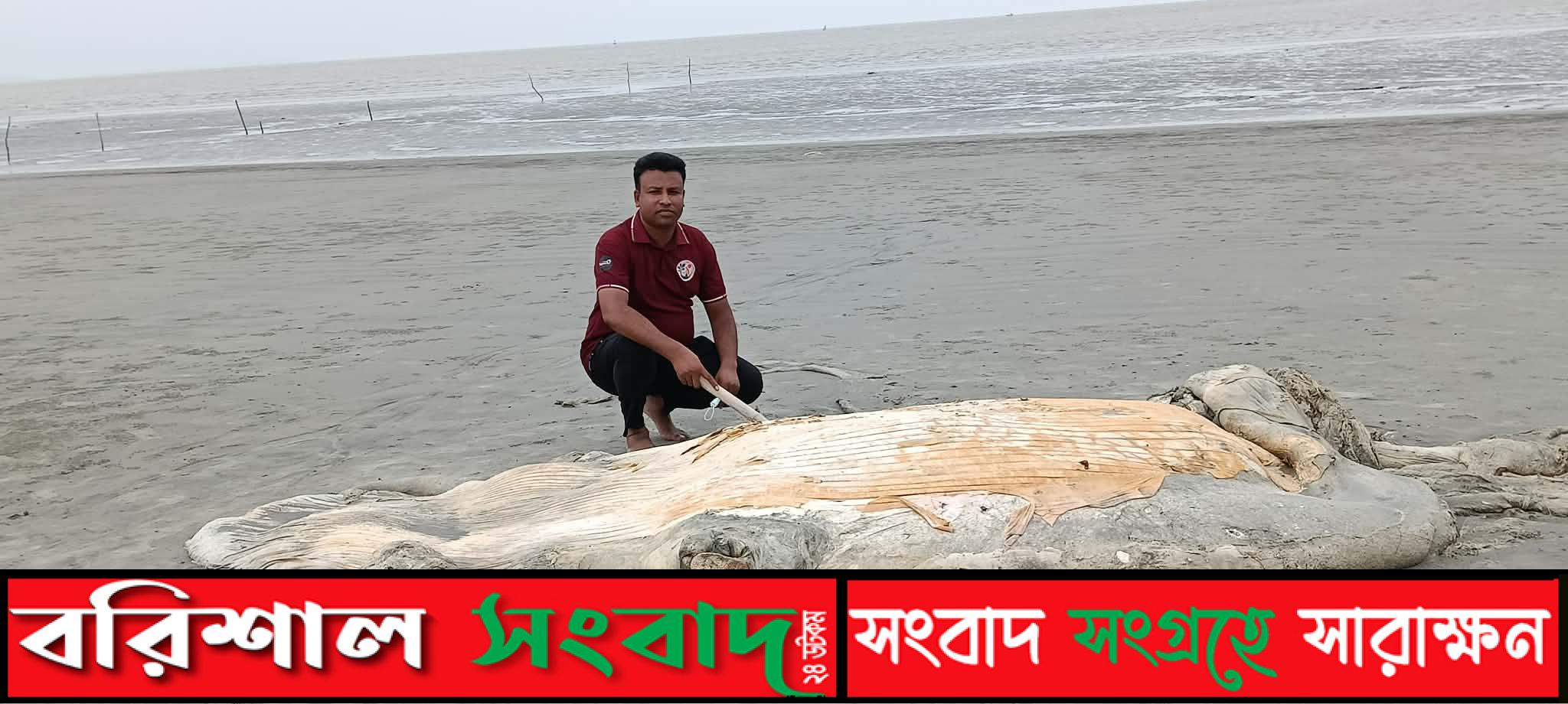 কুয়াকাটা সৈকতে ভেসে এলো ৫৬ ফুট দৈর্ঘ্য মৃত বেলিন তিমি