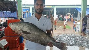 বঙ্গোপসাগরে ধরা ৮ কেজির কালো পোয়া বিক্রি অর্ধলাখ টাকায়।