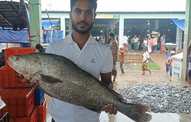 বঙ্গোপসাগরে ধরা ৮ কেজির কালো পোয়া বিক্রি অর্ধলাখ টাকায়।